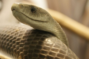 Deset najtonijih zmija na planeti Deset najtonijih zmija na planeti